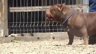 Bush Bully Kennel #YoungJeezy,grandson of Gr Ch Rocko!American bully,Abkc!