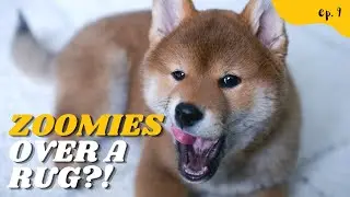 Shiba Inu Puppy Rug Incidents (with Zoomies!!)