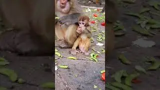 Monkeys like to eat beans