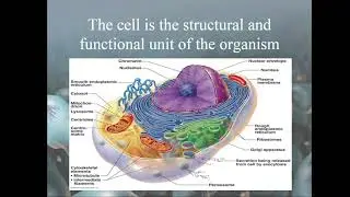 NORMAL PHYSIOLOGY | Physiology of Excitable tissue | lecture 1
