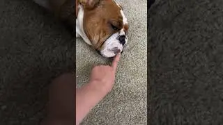 put your finger in the dogs mouth and see what