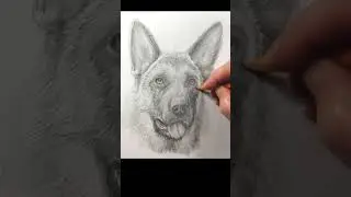 Drawing a German Shepherd with a pencil, a dog in stages - short