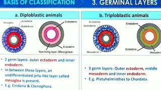 Ch - Animal Kingdom || Full Notes || Bright Educational Channel || #study #notes #bright_ #biology |