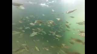 Shiner Perch under Halfmoon Bay Pier floats June 22 , 2023