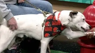 Ready Pet GO! Geauga County Dog Shelter visits 3News
