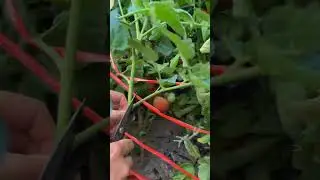 This is the best Techniques for Farming Rural village Life #shorts