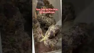 Yuzu Sour by Fire Bros. (Sativa)