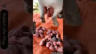 Givingbirth cute rabbit baby #shortvideo #shortsfeed #rabbit #rabbitgivingbirth