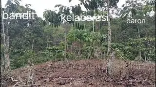 Kolaborasi bandit vs Baron, blm mebuahkan hasil