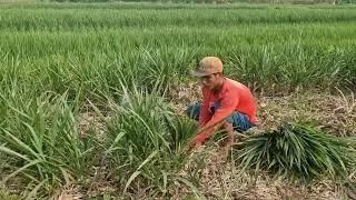 NO MACHINES NEEDED! FAST ELEPHANT GRASS HARVESTING WITH A SHARP SICKLE TRICK - Agriculture Farming