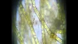 Viewing Hair and Pondwater Specimen Demo