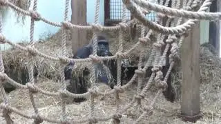 Gorilla's blackpool Zoo 2017