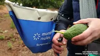 M26 picker and TP300AL pole for harvesting avocado at height