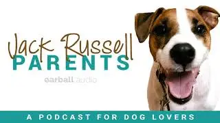 Constant Jumping - Dog Behavior Solutions