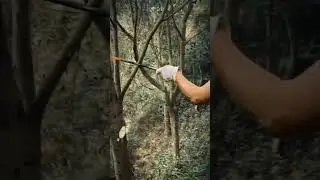 Secrets of the Smart Farmer: Tree Pruning for Optimal Yield #AgriculturalInnovation