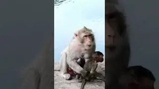 Cute Baby Monkey Cinn 195 #Shorts