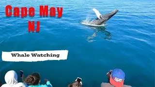 Cape May Whale Watching Excursion