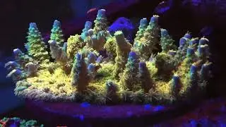 WD Tenuis Acropora