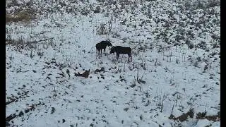 Drone footage of two bull moose sparring near the Uintah Mountains, Utah