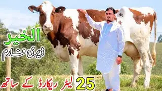 Red Friesian Cow for sale | Cross Cows | Best Cholistani Cross cows | 8 September 2025