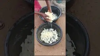 Harvesting fresh cassava, processing it carefully  into abacha made perfectly for coconut enjoyment