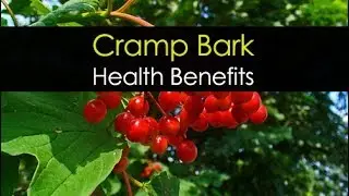 10 Cramp Bark Health Benefits