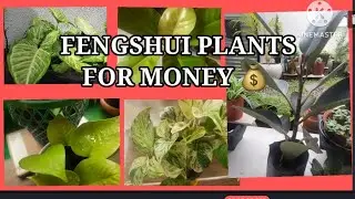 Top 8 Feng Shui ||Plants for wealth prosperity & money Luck | Fengshui plants