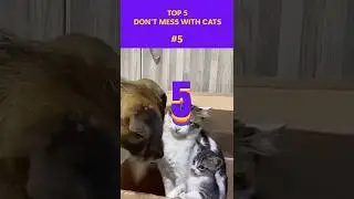Top 5 Times People Learned the Hard Way &mdash; Don&rsquo;t Mess With Cats 😼💥