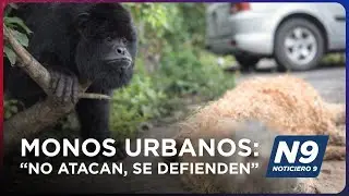 URBAN MONKEYS: &ldquo;They Don&rsquo;t Attack, They Defend Themselves&rdquo;