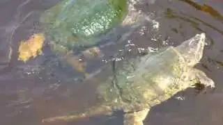 Mating Snapping Turtles