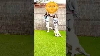 Lulu menea la patita, nuestro baile y ATOM no pod&iacute;a faltar #pug #baile