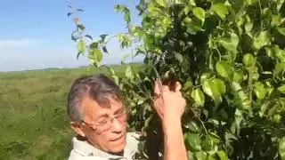 Diradare le pere