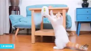 All for Paws Interactive Cat Feather Wand Toy, Motion Sensing Teaser Toy for Cats, Always on