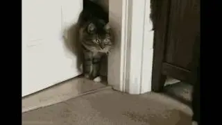 perfect loop gif cat 2018