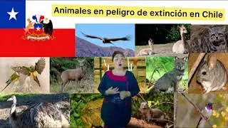 Animales en peligro de extinci&oacute;n chilenos