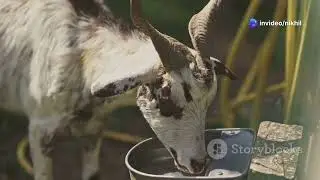 Why goat poops in tiny pieces