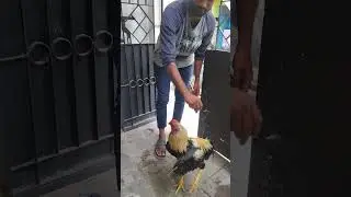 java sandai seval new arival