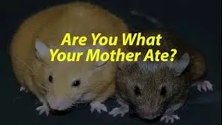 Are You What Your Mother Ate? The Agouti Mouse Study