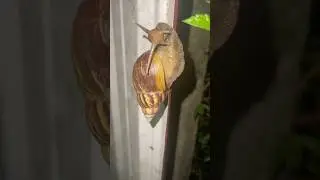 giant land snail or African giant snail. #shorts #shortvideo #snail