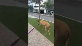 Stretching these long legs and peeing on everything! Dog Life!