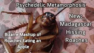 The Metamorphosis: A montage of hissers