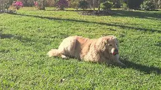 Watch While Having Your Coffee/Tea ~ Good Morning at the Yellow Dog Ranch