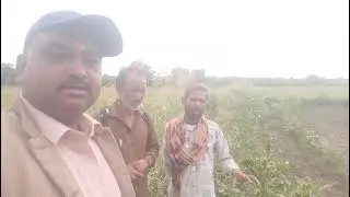 Netsurf biofit product SHET ka shandar result pyaj ki kheti mein