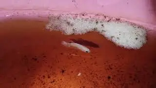 Betta Barracks Breeding Update