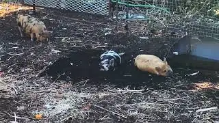 Lochside Pig Ride