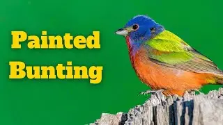 All About the Painted Bunting (Field Marks, Similar Species, + More)