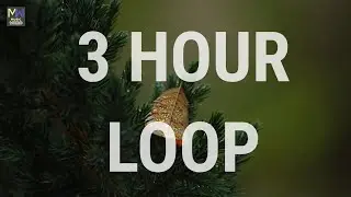 UNIQ-ART OF SILENCE★3 HOUR LOOP MUSIC NO COPYRIGHT★AMBIENT CALM RELAX SOOTH STRESS RELIEF FREE SONG
