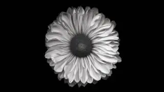 The Monochromes by Magda Indigo