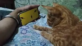 cute reaction of cat after watching mouse on the phone😂