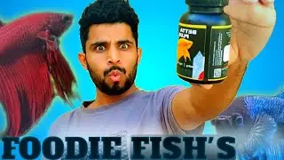 REGULARLY CHANGE WATER 💧          #fish #fishfood #fishwaterchange #fishingvideo